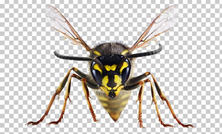 Insect Bites And Stings Bee United Kingdom Wasp PNG, Clipart, Animal Bite, Animals, Arthropod, Bee, Emergency Medicine Free PNG Download