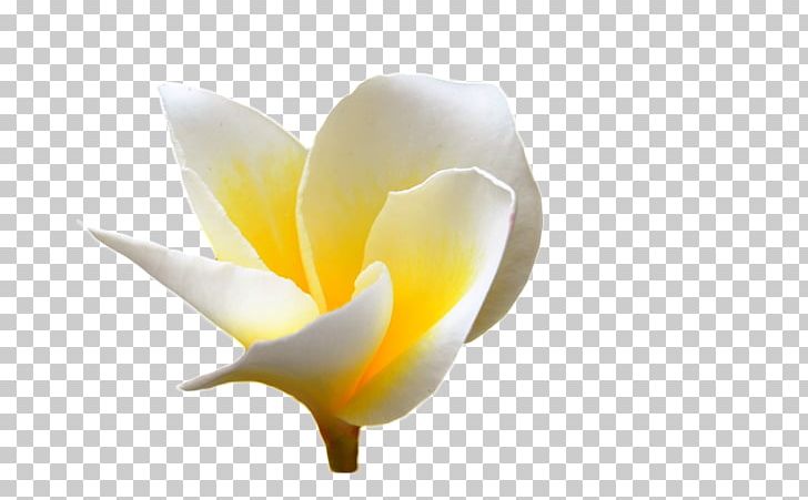 Plumeria Alba Euclidean Flower PNG, Clipart, Adobe Illustrator, Closeup, Computer Wallpaper, Download, Encapsulated Postscript Free PNG Download