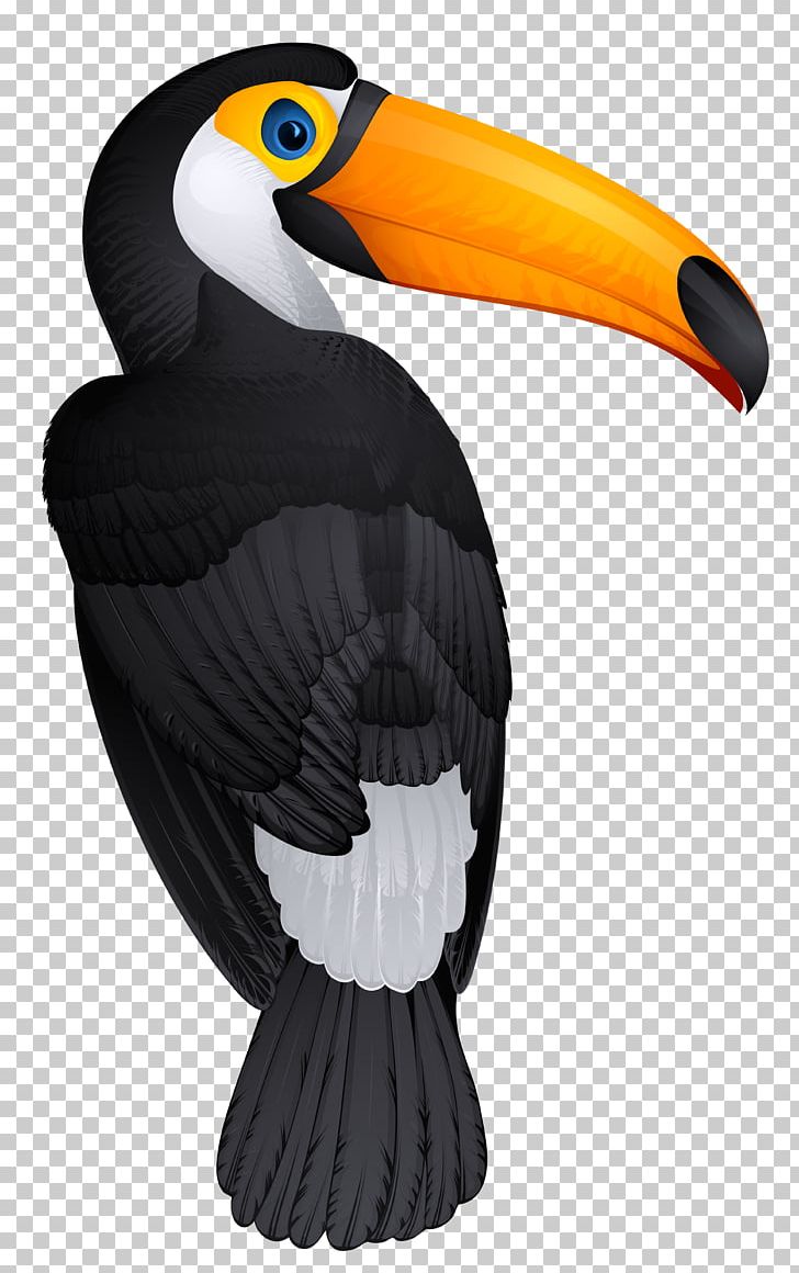 Bird Toucan Hornbill PNG, Clipart, Beak, Bird, Bird Of Prey, Birds, Clip Art Free PNG Download