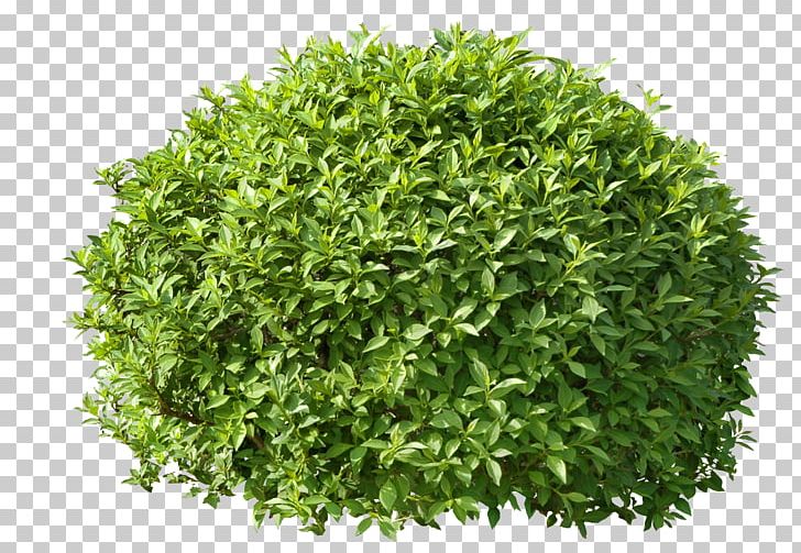 Hedge Trimmer Pruning Shrub Treelet PNG, Clipart, Arborvitae, Cedar, Garden, Gardener, Grass Free PNG Download