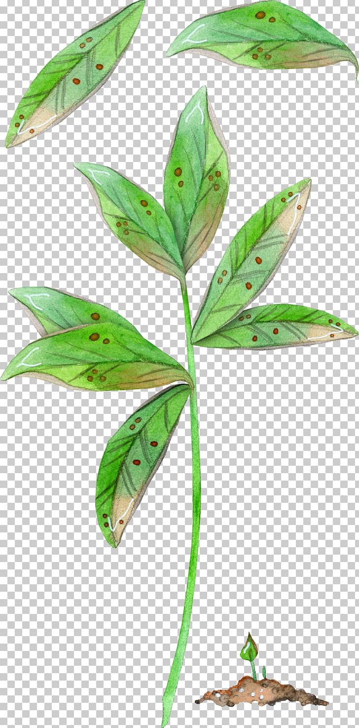 Leaf Plant Stem PNG, Clipart, Green Leaf, Leaf, Organism, Plant, Plant Stem Free PNG Download