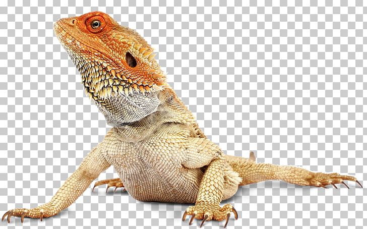 Reptile Common Iguanas Lizard Central Bearded Dragon Desktop PNG, Clipart, Agama, Agamidae, Animals, Bearded Dragon, Common Free PNG Download