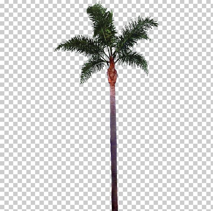 Tree Arecaceae PNG, Clipart, Arecaceae, Arecales, Areca Palm, Best, Borassus Flabellifer Free PNG Download