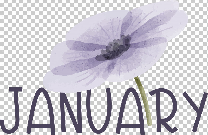 Lavender PNG, Clipart, Biology, Flower, Lavender, Meter, Petal Free PNG Download