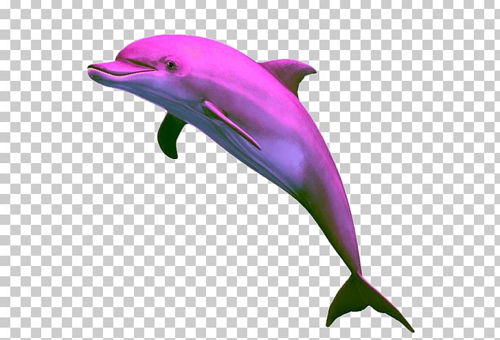 Dolphin Computer Icons PNG, Clipart, 3d Computer Graphics, Animals, Beak, Cetacea, Fauna Free PNG Download