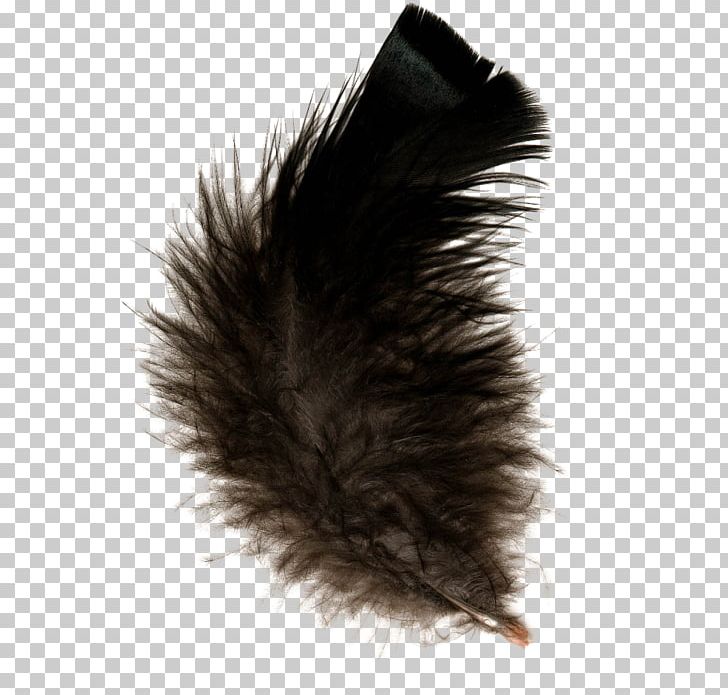 Feather PNG, Clipart, Animals, Black, Computer Icons, Digital Image, Download Free PNG Download
