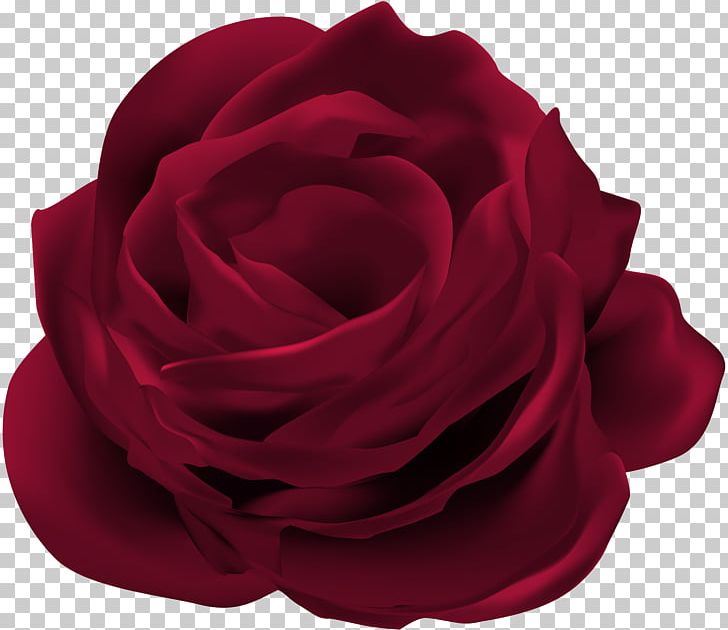 Garden Roses Cabbage Rose Flower PNG, Clipart, Cabbage Rose, Clip Art, Cut Flowers, Dark Art, Desktop Wallpaper Free PNG Download