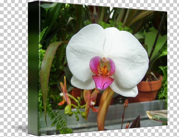 Moth Orchids Plant Kind PNG, Clipart, Art, Cake Decorating, Flora, Flower, Flowering Plant Free PNG Download