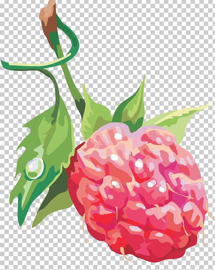 Raspberry PNG, Clipart, Abnehmtagebuch, Berry, Computer Icons, Download, Fit Free PNG Download