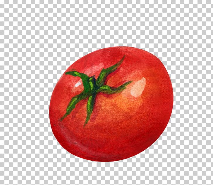 Tomato Vegetable Illustration PNG, Clipart, Auglis, Brassica Oleracea, Capsicum Annuum, Decoration, Decoration Of Tomatoes Free PNG Download