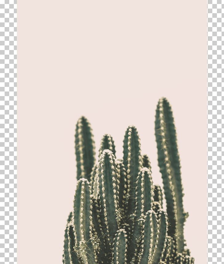 Cactaceae Printing Printmaking Art Wall PNG, Clipart, Art, Cactaceae, Cactus, Caryophyllales, Desert Free PNG Download