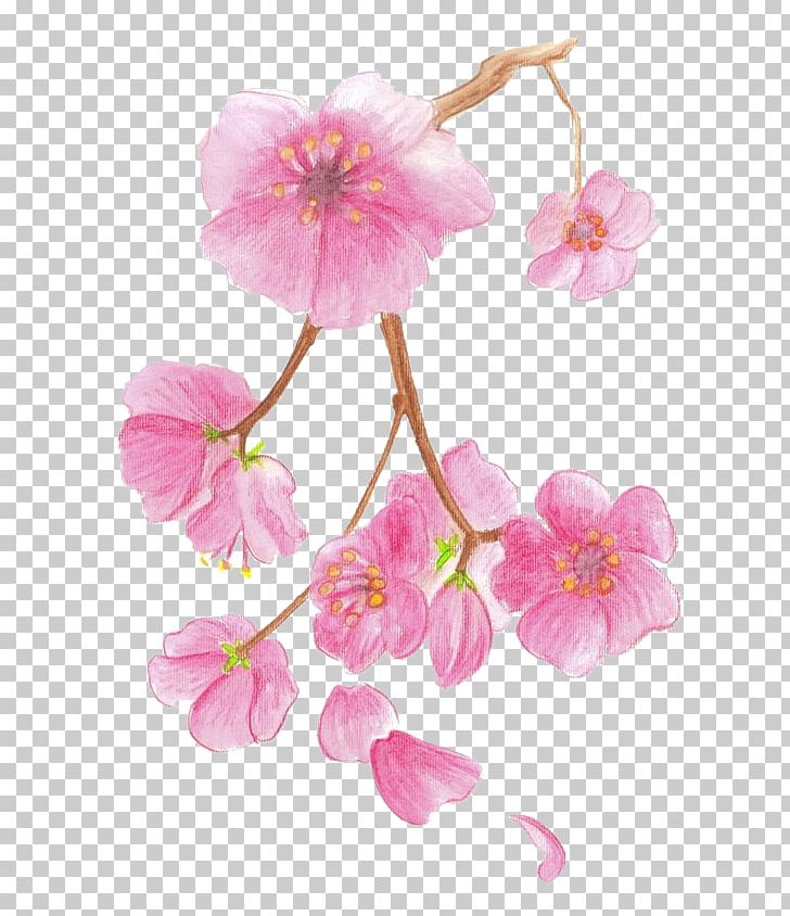 Drawing Cherry Blossom Colored Pencil Watercolor Painting PNG, Clipart, Art, Blossom, Branch, Cherry, Cherry Blossom Free PNG Download