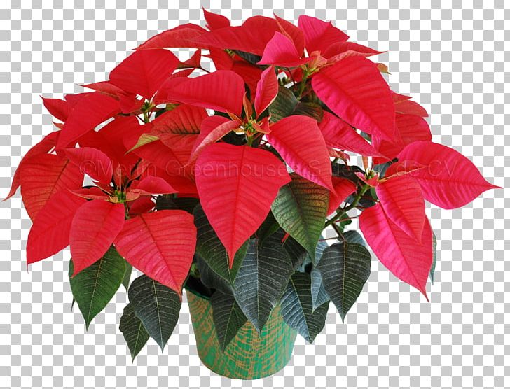Flowerpot Plant Poinsettia Petal PNG, Clipart, Annual Plant, Christmas, Christmas Eve, Color, De Noche Buena Free PNG Download