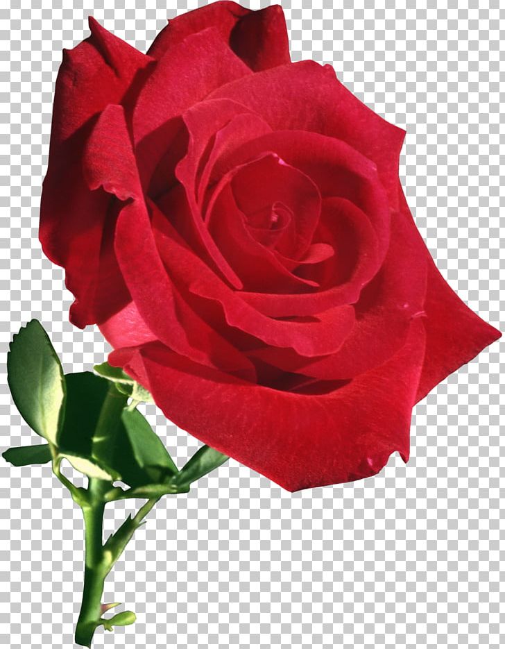 Garden Roses Flower Rose Garden PNG, Clipart, China Rose, Cut Flowers, Floribunda, Floristry, Flower Free PNG Download