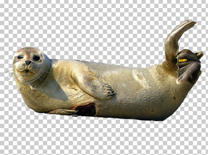 Harbor Seal Spotted Seal Seehund-Aufzuchtstation A Seal Pusa PNG, Clipart, Animals, Earless Seal, Fauna, Grey Seal, Harbor Seal Free PNG Download