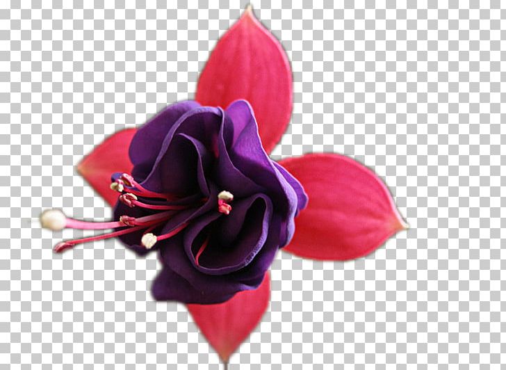 Hybrid Fuchsia Flower Ампельные растения Plant PNG, Clipart, Color, Cut Flowers, Floriculture, Flower, Flowering Plant Free PNG Download
