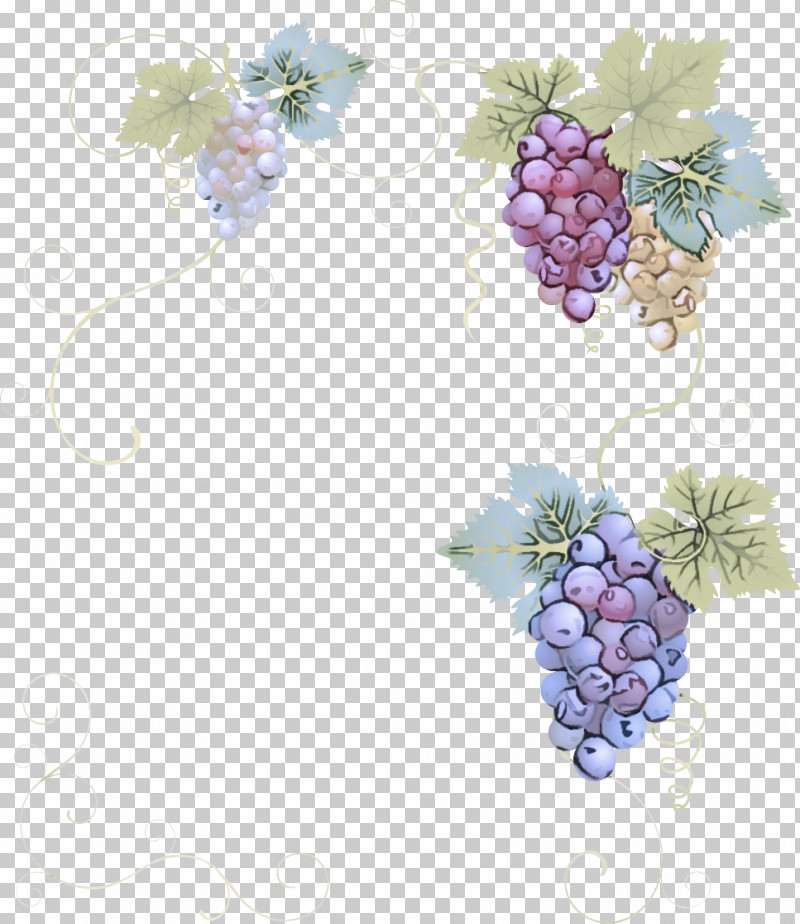 Lavender PNG, Clipart, Biology, Childrens Film, Family, Fruit, Grape Free PNG Download