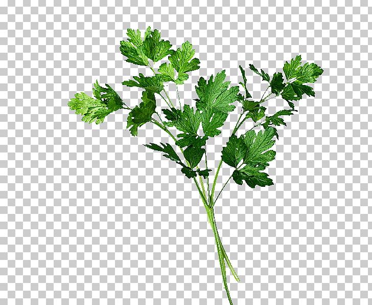 Coriander Parsley Leaf Vegetable PNG, Clipart, Autumn Leaves, Banana Leaves, Branch, Encapsulated Postscript, Fall Leaves Free PNG Download