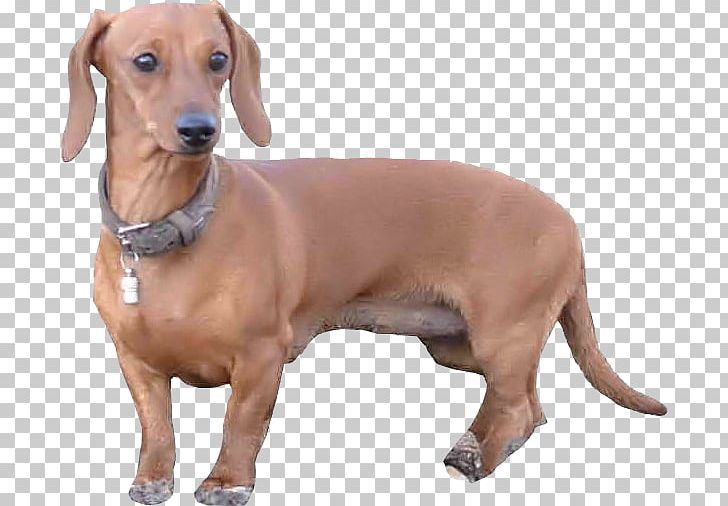 Dachshund Redbone Coonhound Dog Breed Companion Dog Longdog PNG, Clipart, Black And Tan Coonhound, Breed, Carnivoran, Companion Dog, Coonhound Free PNG Download