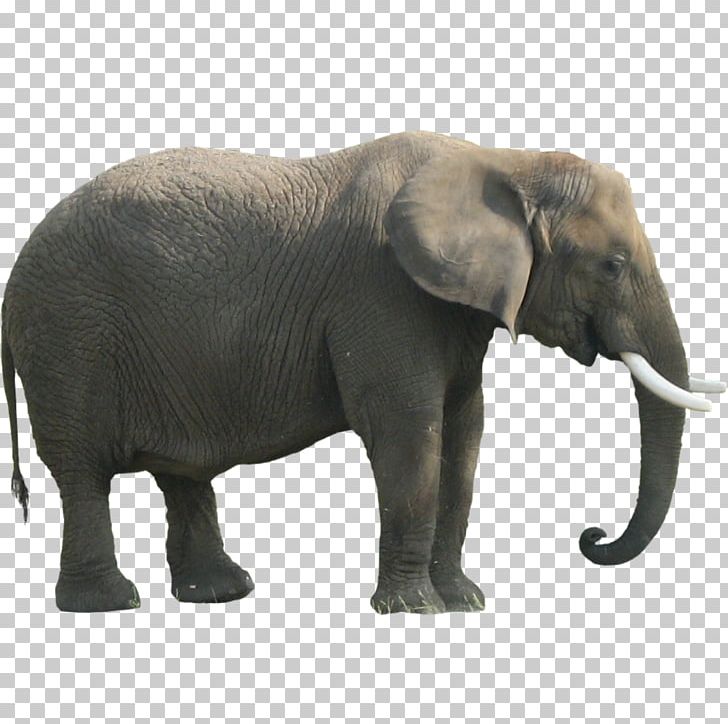 Indian Elephant African Forest Elephant PNG, Clipart, African Elephant, Animals, Asian Elephant, Clipping Path, Computer Icons Free PNG Download