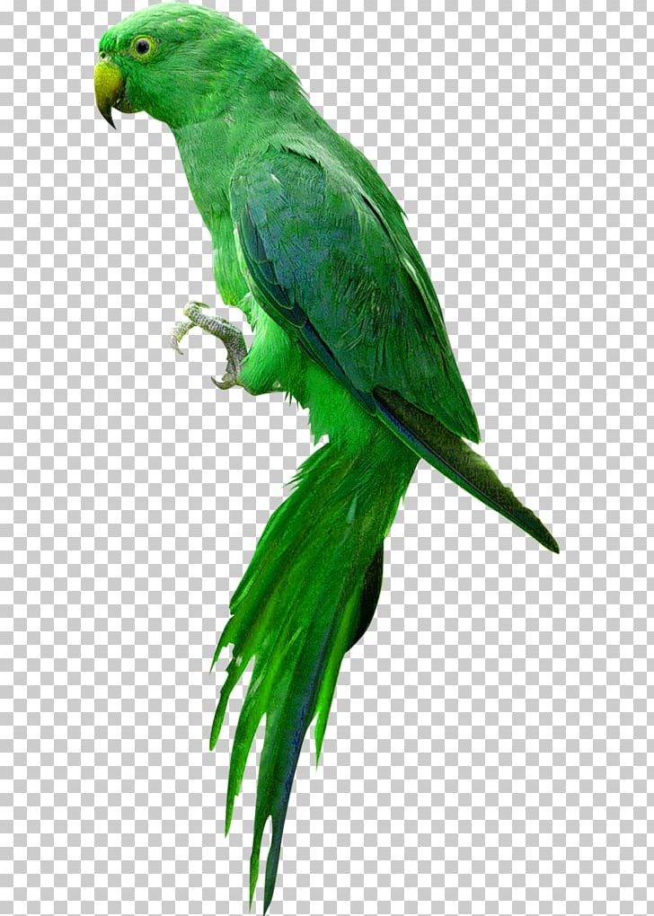 Parrot Bird Budgerigar PNG, Clipart, Animals, Beak, Bird, Blue, Budgerigar Free PNG Download