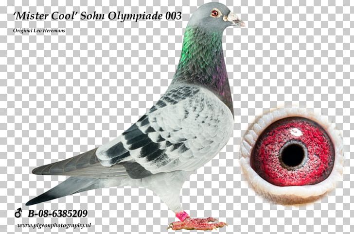 Racing Homer Homing Pigeon Columbidae Pigeon Racing Bird PNG, Clipart, Animal, Animals, Beak, Bird, Breed Free PNG Download