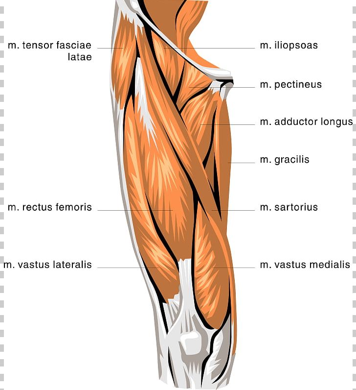 Rectus Femoris Muscle Quadriceps Femoris Muscle Biceps Femoris Muscle Knee PNG, Clipart, Abdomen, Anatomical Terms Of Motion, Arm, Back, Blood Vessel Free PNG Download
