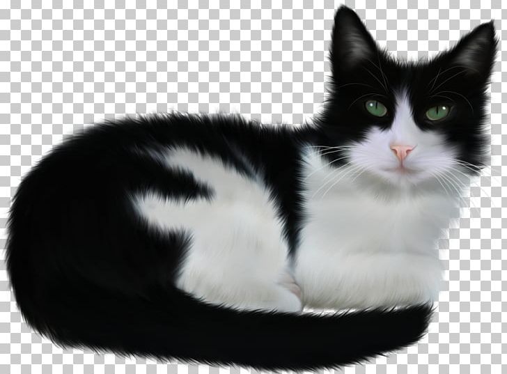 Turkish Angora Paw Black Cat Animal PNG, Clipart, Animal, Animals, Black, Black And White, Black Cat Free PNG Download