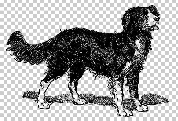 Bernese Mountain Dog Dog Breed Sporting Group Mammal Canidae PNG, Clipart, Animal, Bernese Mountain Dog, Black And White, Breed, Canidae Free PNG Download