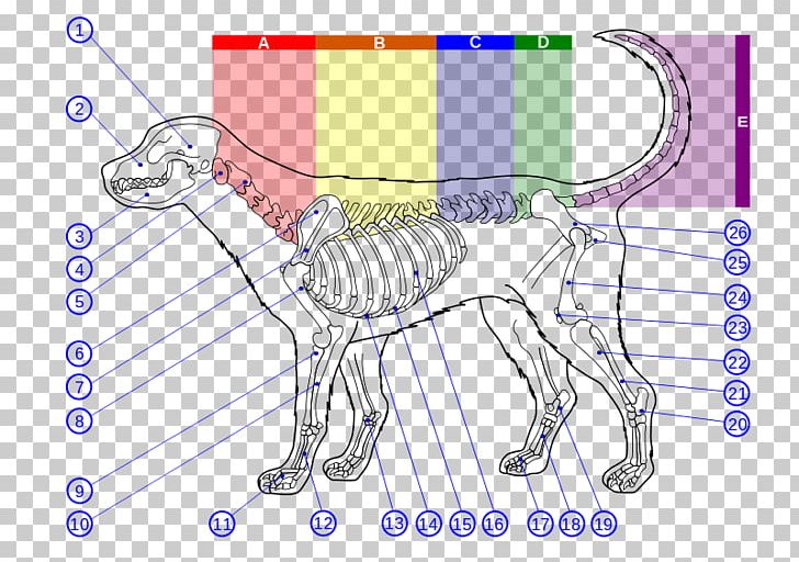 Dog Anatomy Human Skeleton Bone PNG, Clipart, Anatomy, Angle, Animals, Art, Artwork Free PNG Download