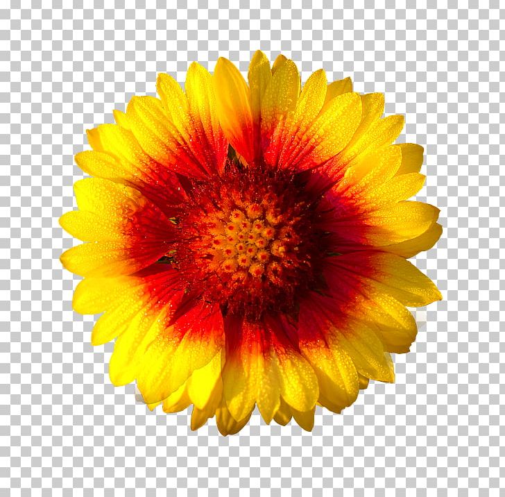 Gazania Rigens Flower Common Daisy Yellow PNG, Clipart, Blanket Flowers, Calendula, Chrysanths, Closeup, Common Daisy Free PNG Download