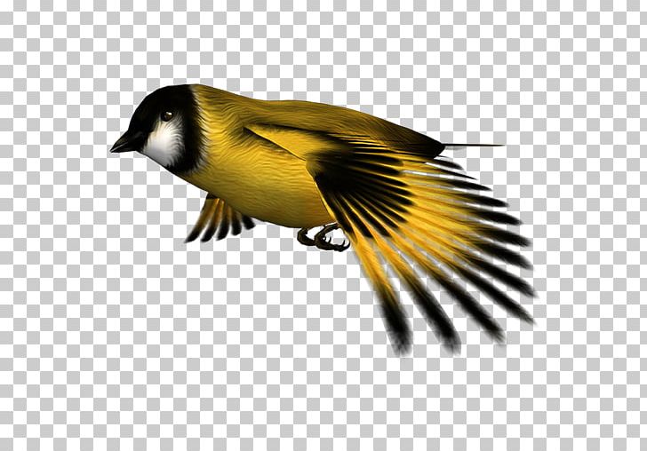 Finches Atlantic Canary Computer Icons Desktop Environment PNG, Clipart, Advertising, Atlantic Canary, Beak, Bird, Computer Icons Free PNG Download
