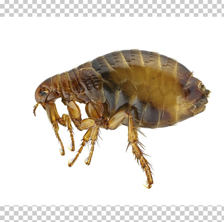 Insect Human Flea Pest Dog PNG, Clipart, Arthropod, Bed Bug, Bee, Cat Flea, Dog Free PNG Download