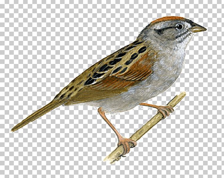 Bird Sooty Shearwater Sparrow Grey-headed Chickadee PNG, Clipart, Animals, Beak, Beautiful, Bird, Chickadee Free PNG Download
