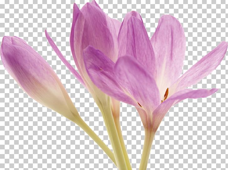 Colchicum Autumnale Flower Colchicine Plant PNG, Clipart, Avatar, Blume, Bud, Colchicine, Colchicum Free PNG Download