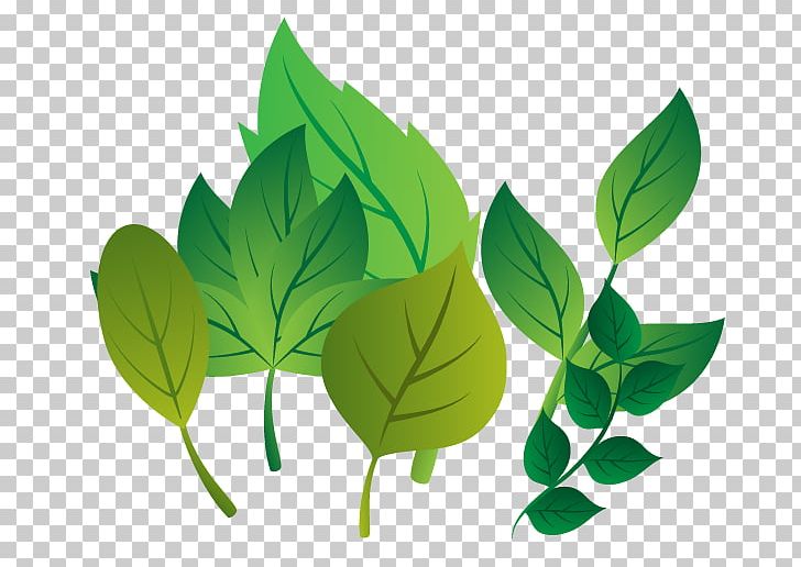 Leaf Plant Stem Branch PNG, Clipart, Banana Leaves, Branch, Download, Euclidean Vector, Fall Leaves Free PNG Download