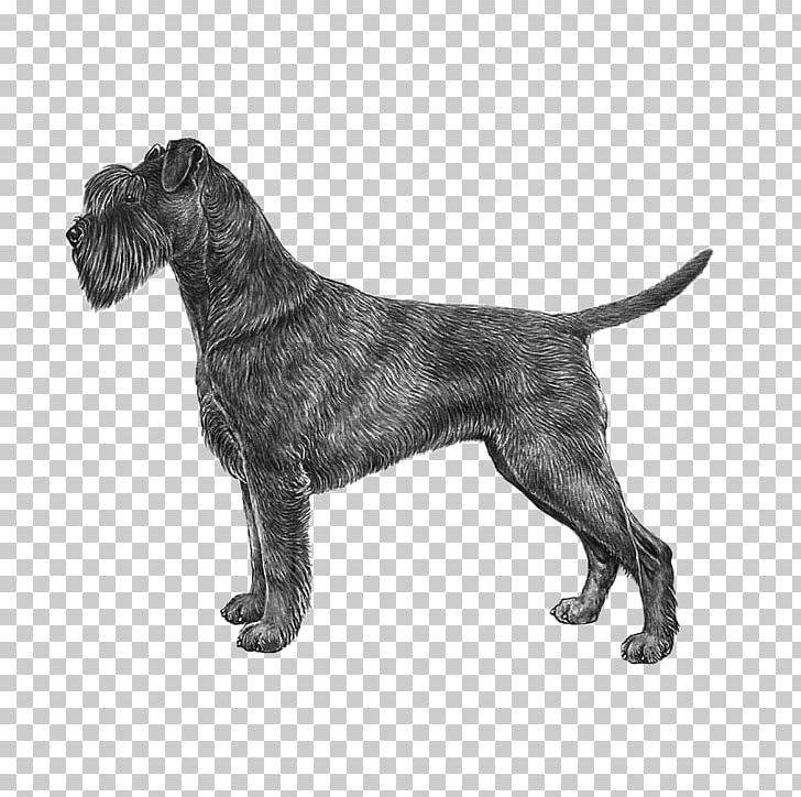 Miniature Schnauzer Standard Schnauzer Giant Schnauzer Irish Terrier Patterdale Terrier PNG, Clipart, Black And White, Boxer, Breed, Breed Standard, Bullmastiff Free PNG Download