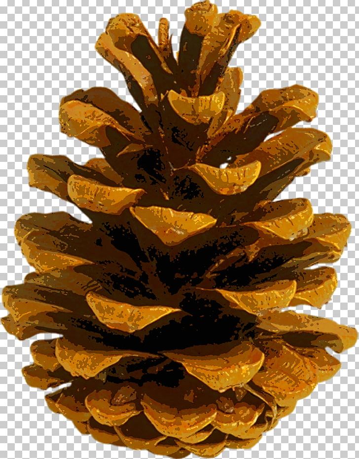 Coulter Pine Conifer Cone Autumn Leaf Color Fir PNG, Clipart, Autumn, Autumn Leaf Color, Color, Cone, Conifer Free PNG Download