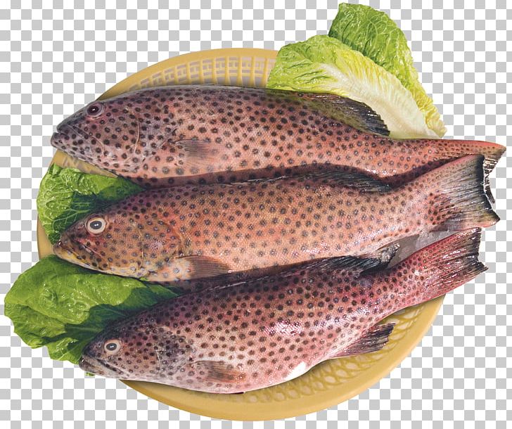 Salmon Fish Products Tilapia Trout PNG, Clipart, Animals, Animal Source Foods, Bony Fish, Cod, Coral Trout Free PNG Download