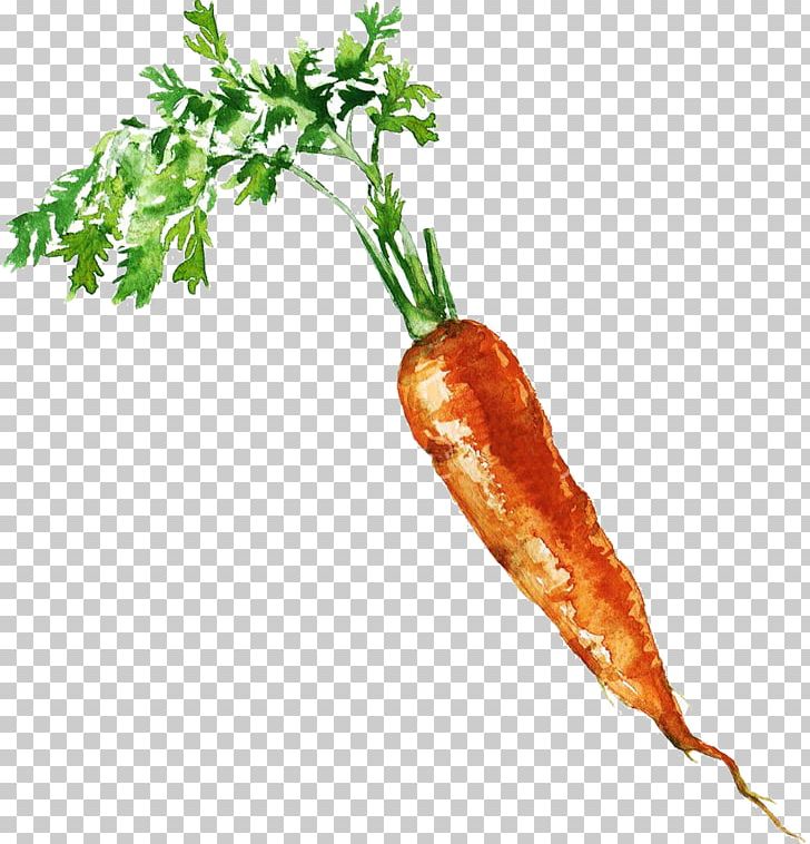 Carrot Photography PNG, Clipart, Carrot, Daucus Carota, Drawing, Food, Ingredient Free PNG Download