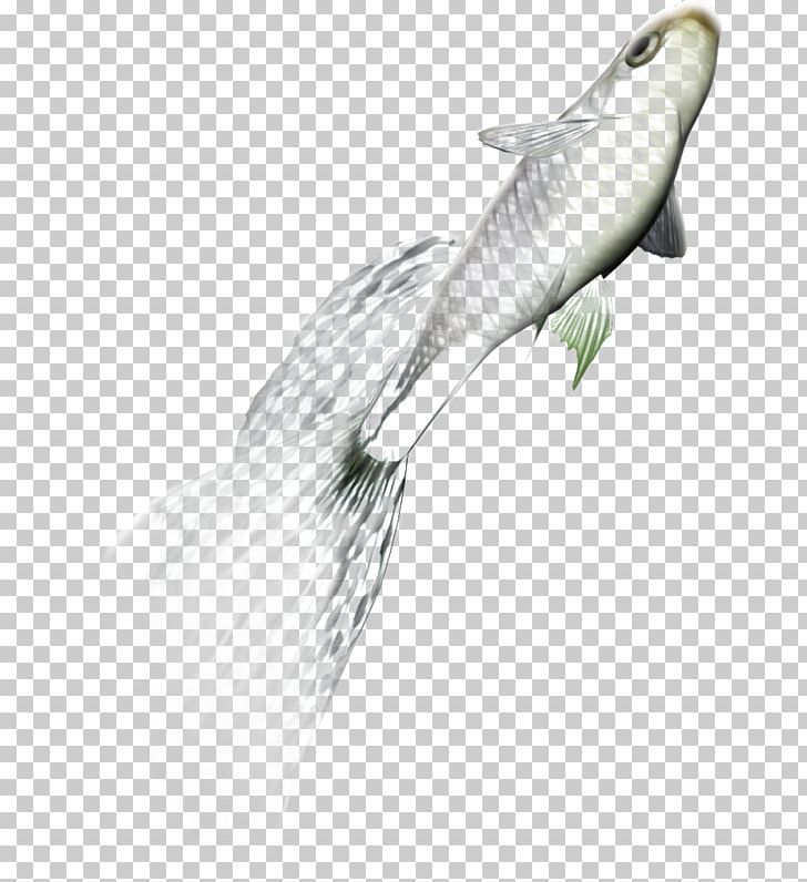 Fish Encapsulated PostScript PNG, Clipart, Bass, Download, Drawing, Encapsulated Postscript, Fauna Free PNG Download