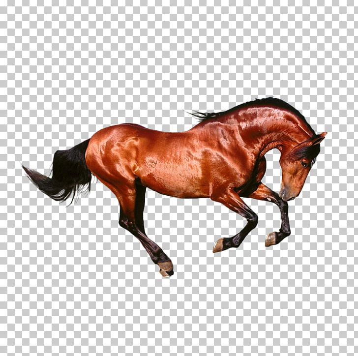 Horse Seal Brown Google S PNG, Clipart, Animal, Animals, Athlete Running, Athletics Running, Brown Free PNG Download