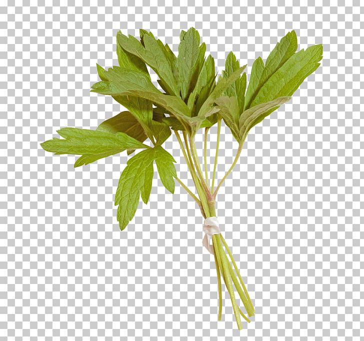Parsley Leaf Photography PNG, Clipart, Grass, Herb, Herbalism, Leaf, Leaf Vegetable Free PNG Download