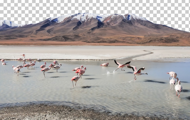 Ecoregion Loch Flamingo M Flamingo M Inlet PNG, Clipart, Ecoregion, Flamingo M, Inlet, Loch, Seabird Free PNG Download