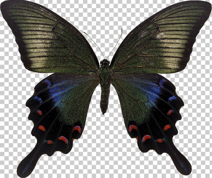 Swallowtail Butterfly Papilio Maackii Papilio Bianor Papilio Paris PNG, Clipart, Achillides, Arthropod, Brush Footed Butterfly, Butterfly, Insect Free PNG Download