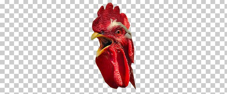 Cock PNG, Clipart, Cock Free PNG Download