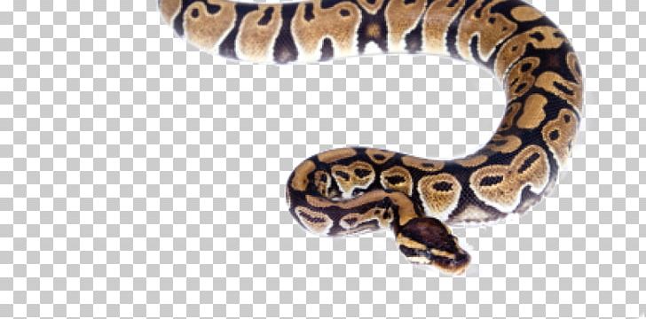 Snakes CC Moore & Co. Reptile Photograph PNG, Clipart, Animal, Animated Snake, Ball Python, Coral Snake, Download Free PNG Download