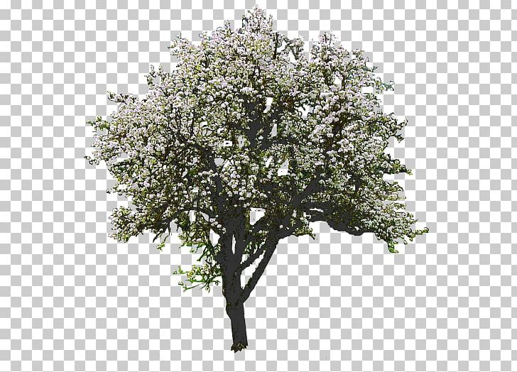 Tree Magnolia Rendering PNG, Clipart, Branch, Magnolia, Nature, Oak, Paintshop Pro Free PNG Download