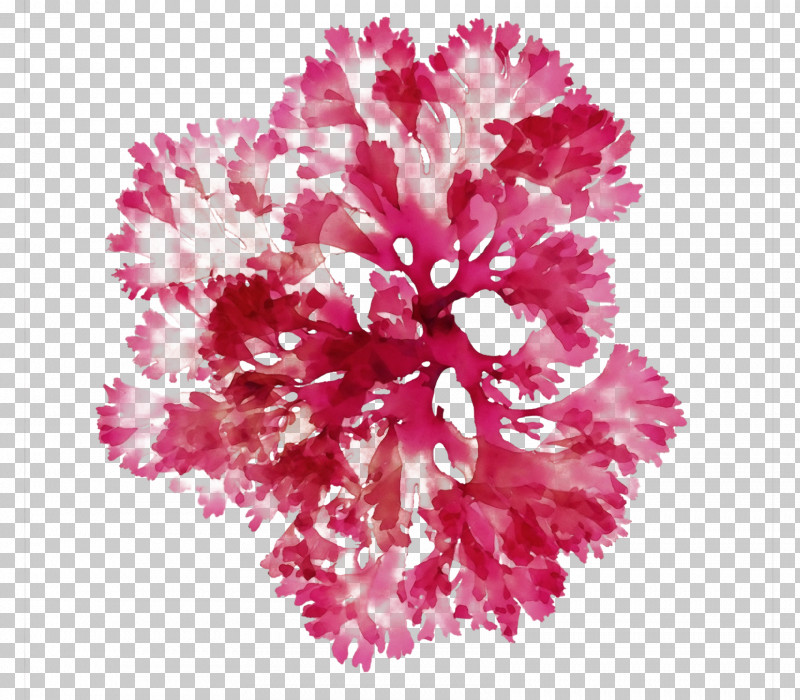 Floral Design PNG, Clipart, Carnation, Cut Flowers, Floral Design, Flower, Paint Free PNG Download