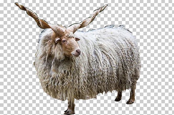 Racka Jacob Sheep Romanov Sheep Farma Park Horn PNG, Clipart, Breed, Cattle, Cattle Like Mammal, Cow Goat Family, Fur Free PNG Download